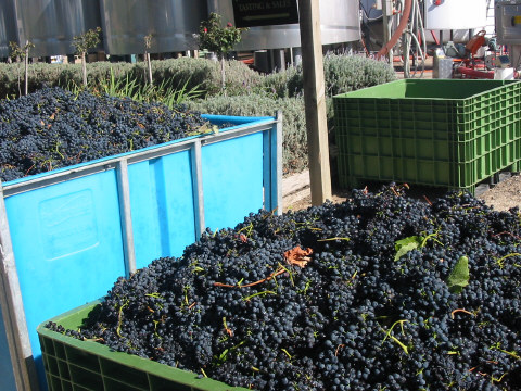 Mmmmm Shiraz grapes....