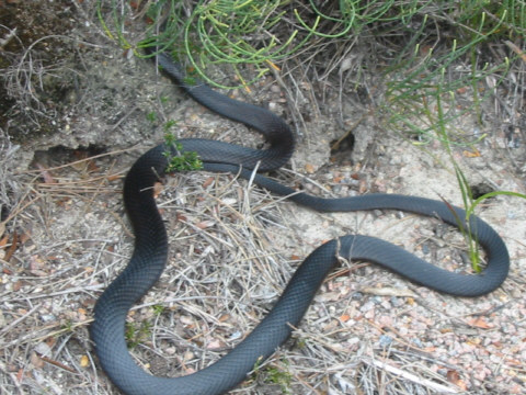 Snake