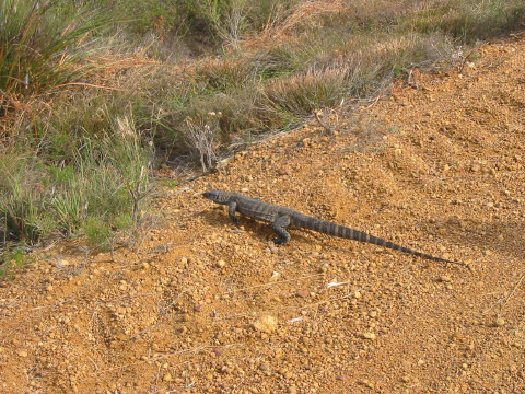 Goanna