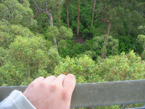 Holding on tight 65m up in the canopy
