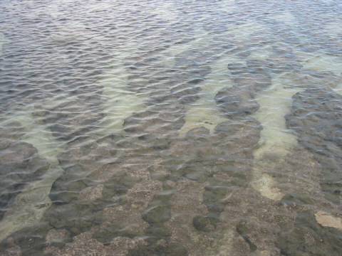 Alive Stromatolites