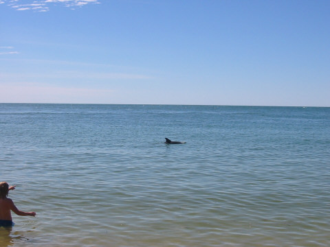 Orla spots a Dolphin (or was it a shark?)