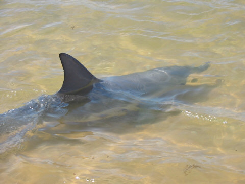 Barry the Dolphin