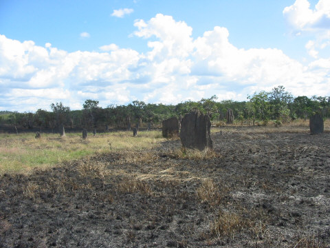 Magnetic Termite Mounds