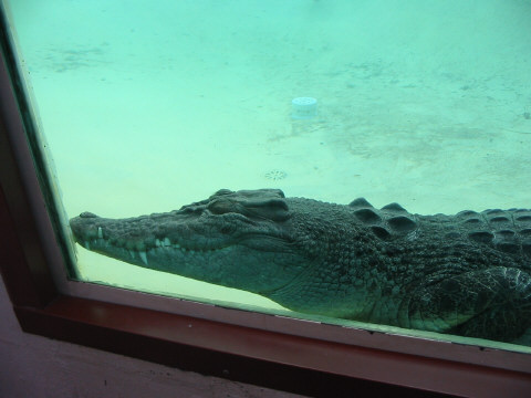 The only croc we saw – Terry the Salty